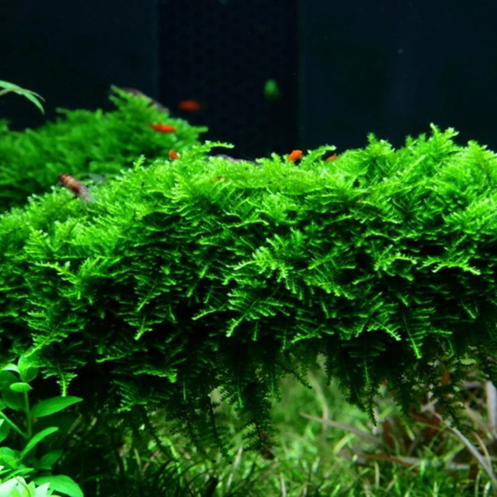 Tropica Vesicularia Montagnei Christmas Moss 1-2-Grow