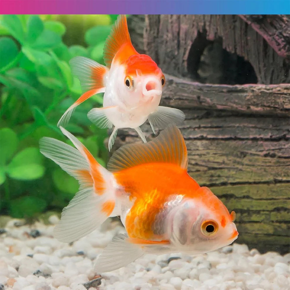 Nt Pro - F Fancy Goldfish 130G