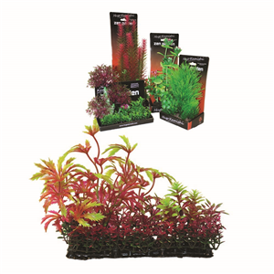 Hugo Boxed Plant Mix 6 15Cm