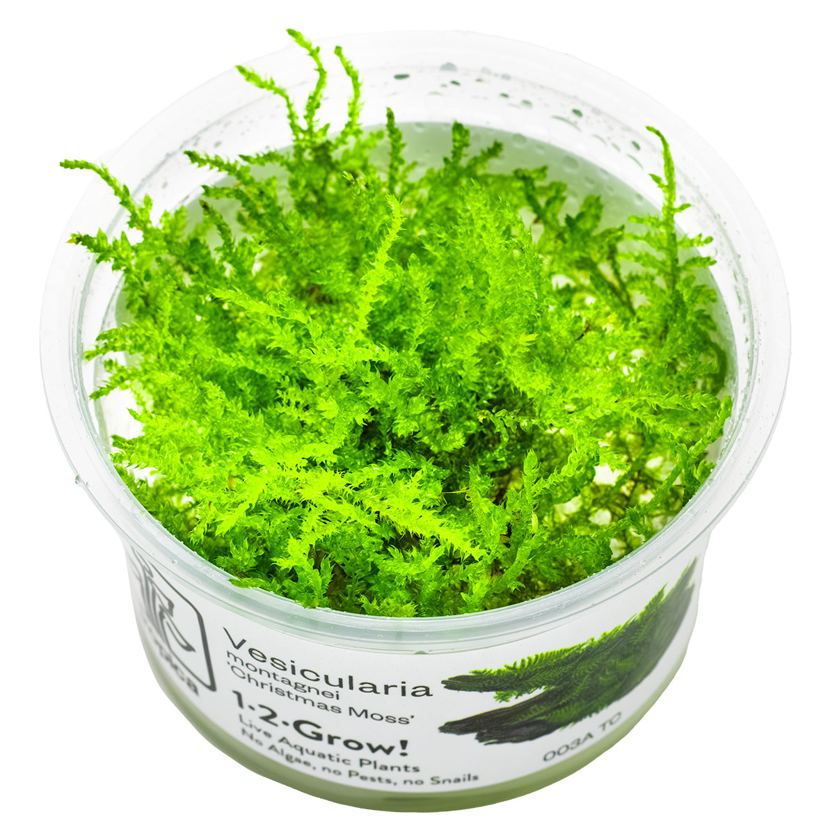 Tropica Vesicularia Montagnei Christmas Moss 1-2-Grow