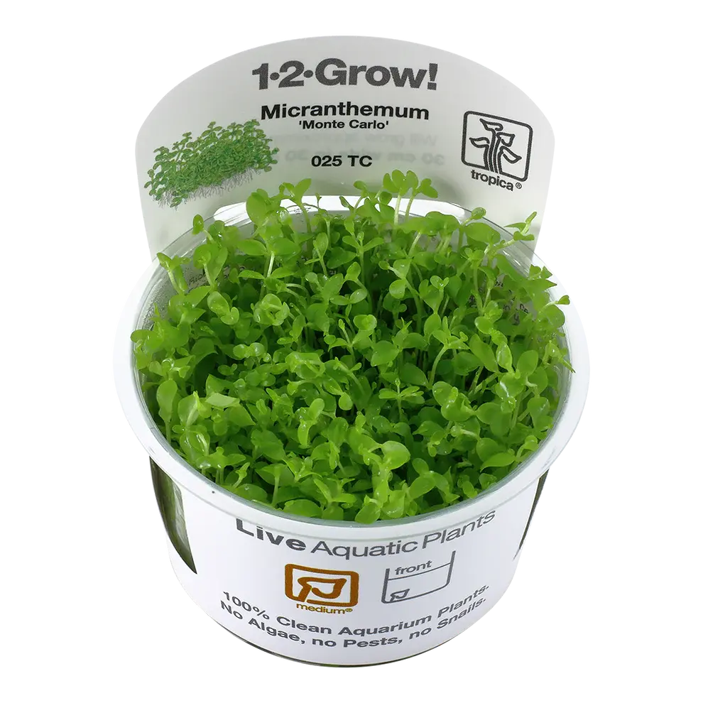 Tropica Micranthemum Monte Carlo 1-2-GROW