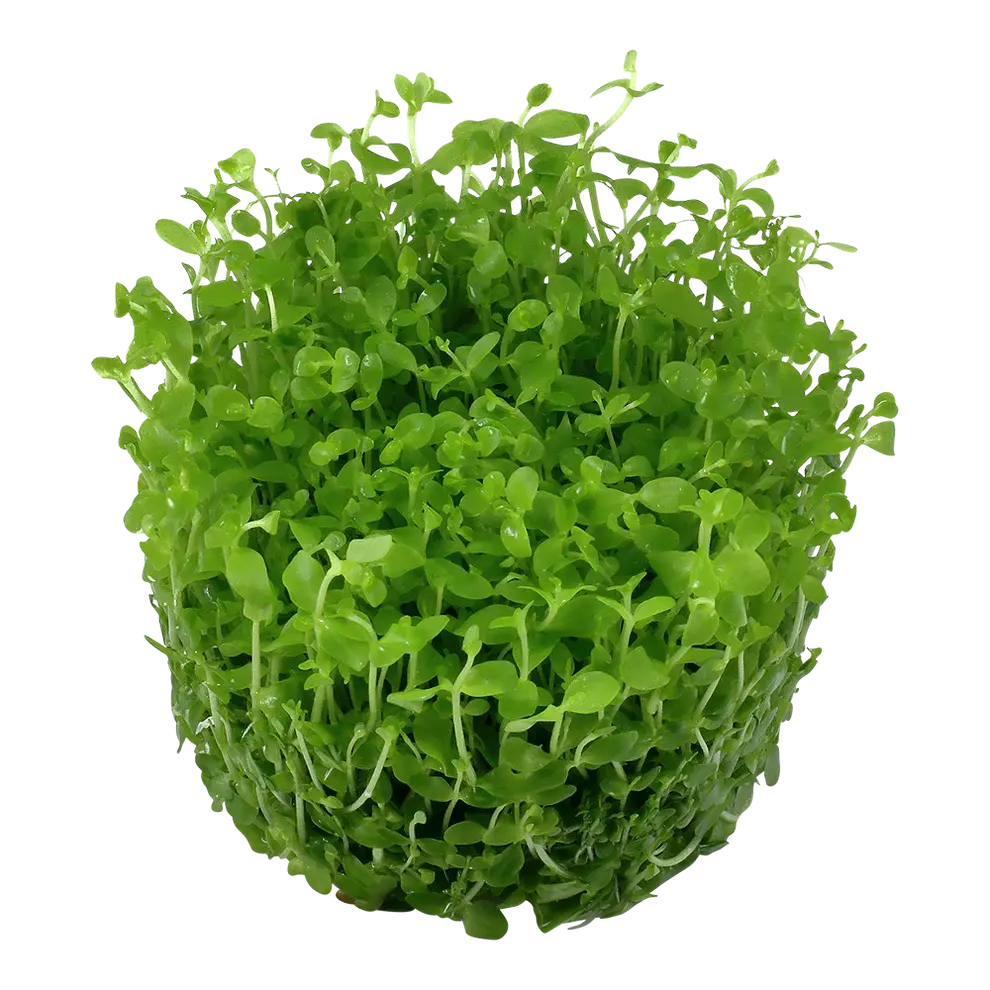 Tropica Micranthemum Monte Carlo 1-2-GROW