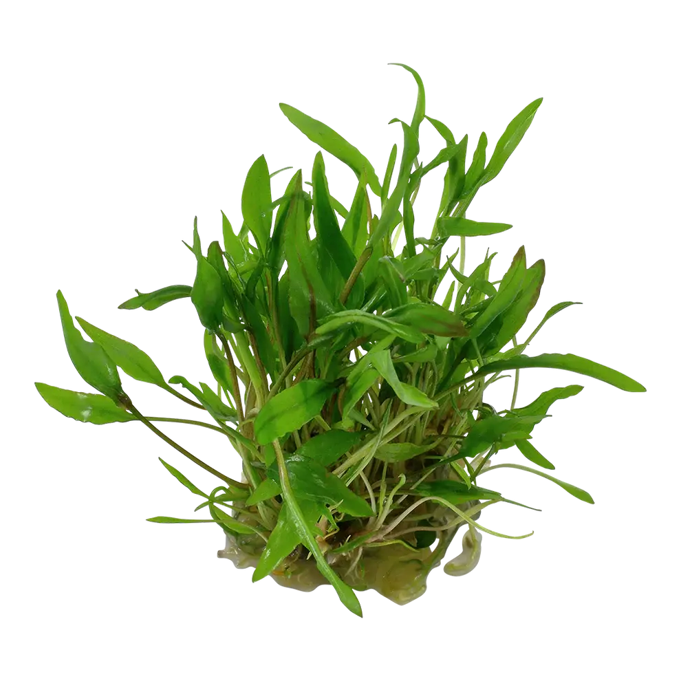 Tropica Cryptocoryne wendtii Green 1-2-GROW
