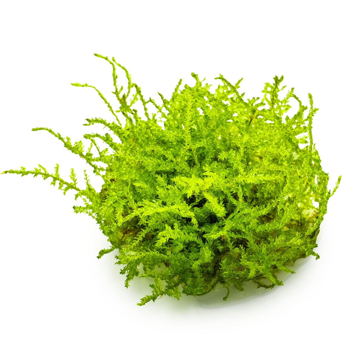 Tropica Vesicularia Montagnei Christmas Moss 1-2-Grow