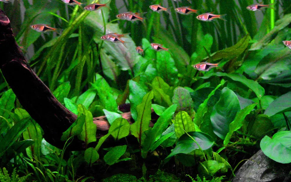Tropica Cryptocoryne wendtii Green 1-2-GROW