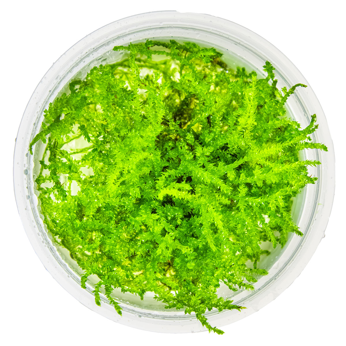 Tropica Vesicularia Montagnei Christmas Moss 1-2-Grow