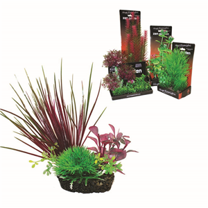 Hugo Boxed Plant Mix 4 15Cm