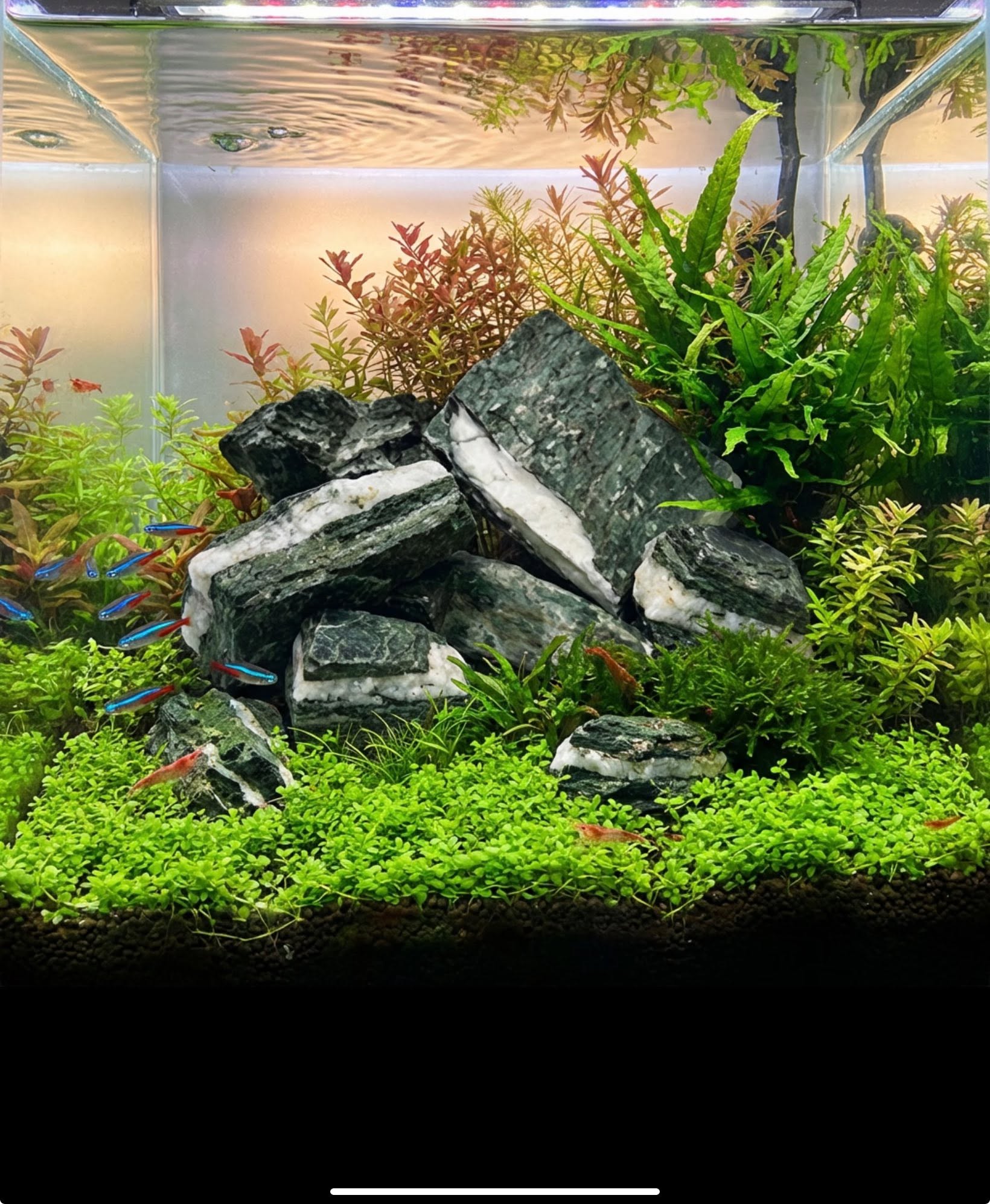 Alasora Green Slate Rock (per kg)