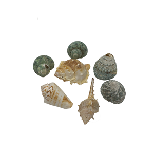 Aquascene Mixed Shells