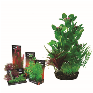 Hugo Boxed Plant Mix 8 28Cm