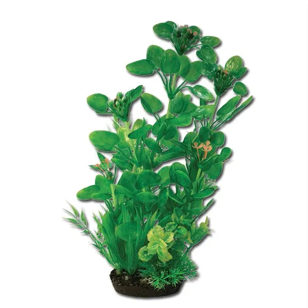 Hugo Boxed Plant Mix 7 35Cm