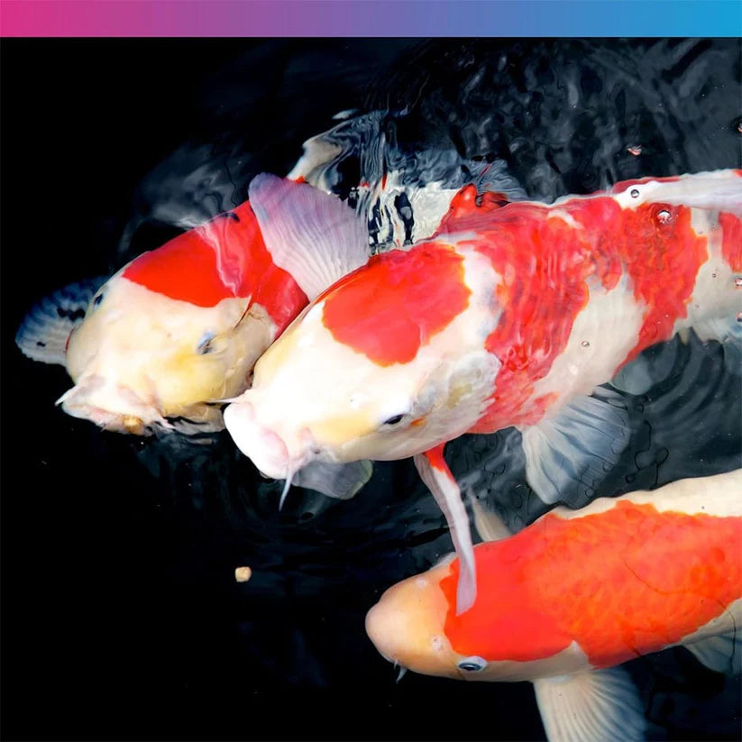 NT Labs Medikoi Wheatgerm With Garlic 3mm 700g