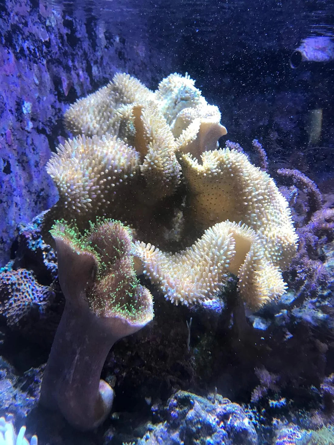 SEACHEM REEF PHYTOPLANKTON 250ml