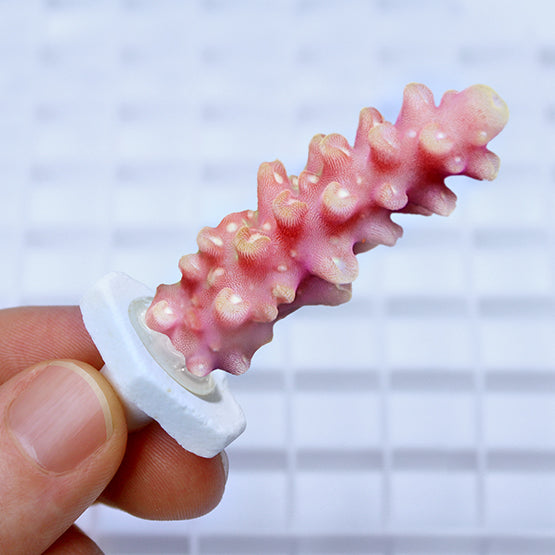 Seachem Coral Plugs Pk.12