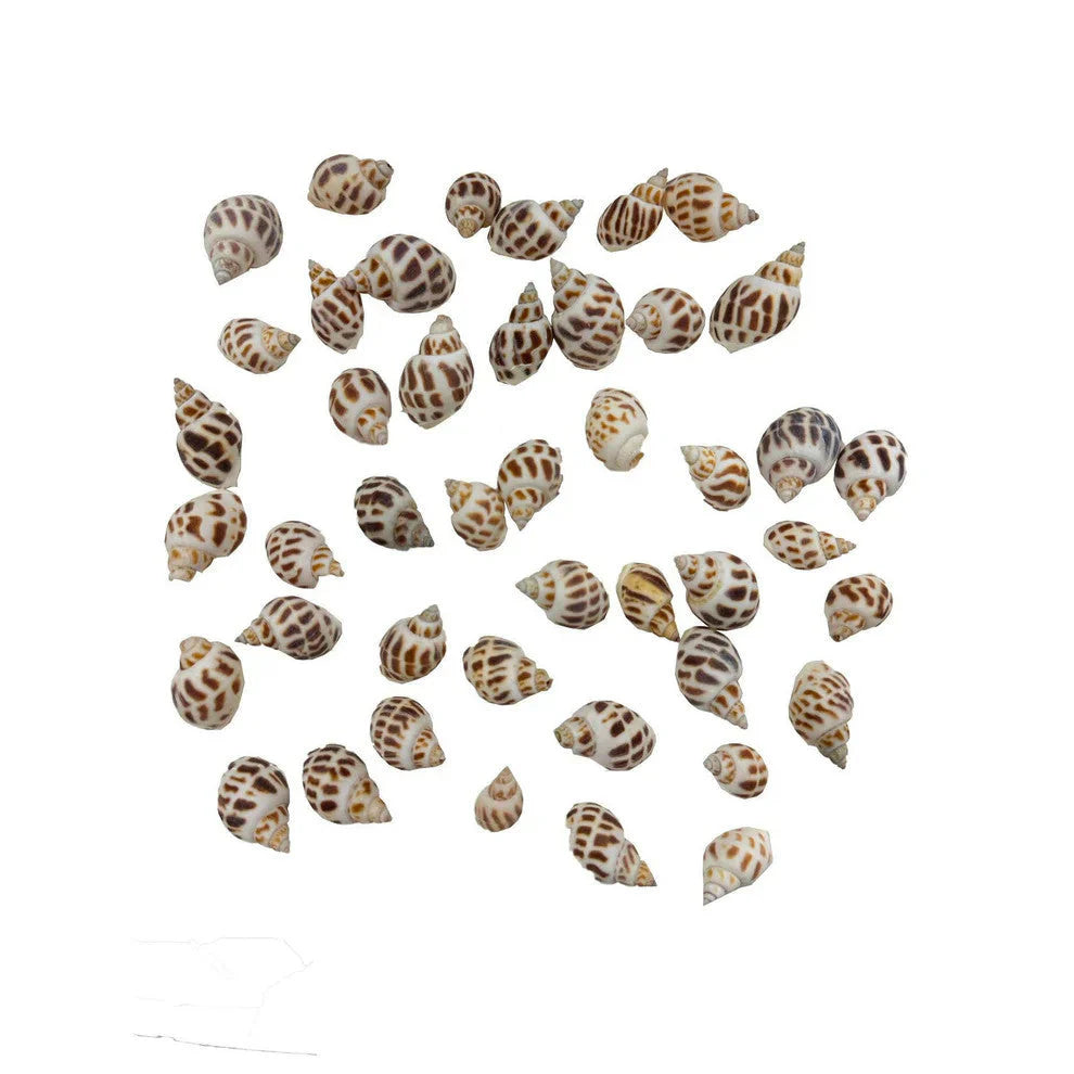 Hugo Kamishi Shells Type 7 - 100g