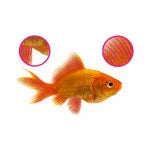 NT Labs Anti-Fluke & Wormer 20ml