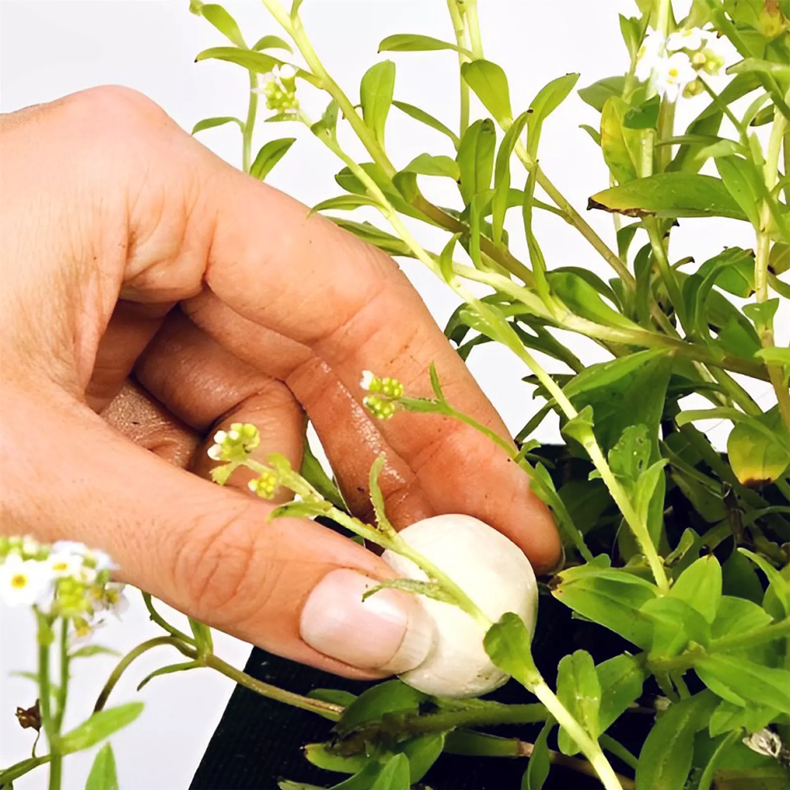 VELDA GROWTH BALLS XL PLANT FERTILIZER SUPER FOOD FEED 1100g