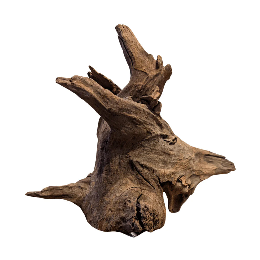 Structure Tree Root 10cm-20cm