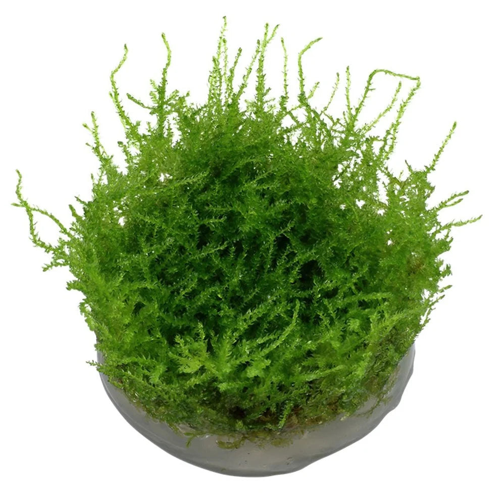 Tropica Vesicularia Montagnei Christmas Moss 1-2-Grow