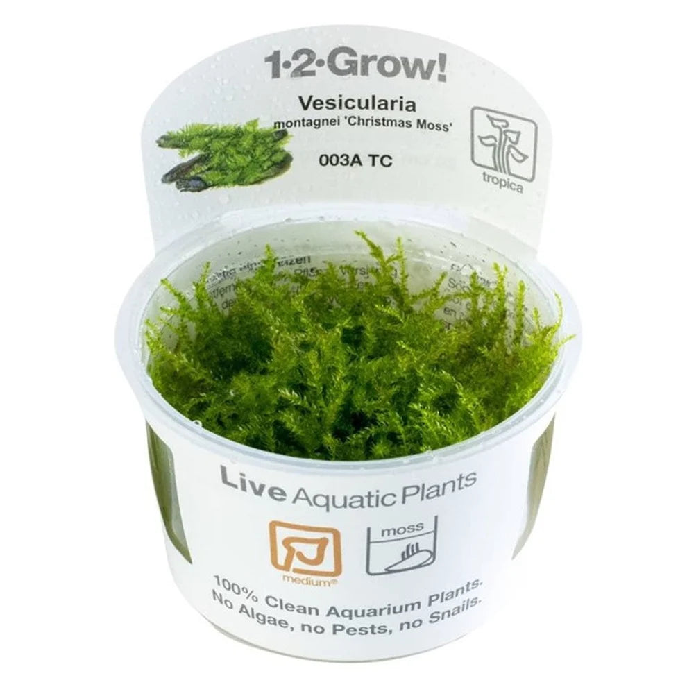 Tropica Vesicularia Montagnei Christmas Moss 1-2-Grow