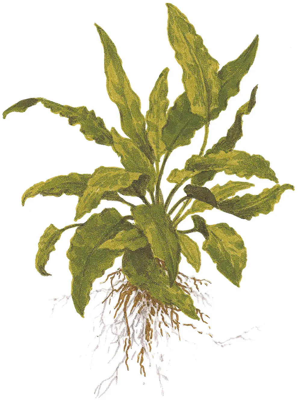 Tropica Cryptocoryne wendtii Green 1-2-GROW