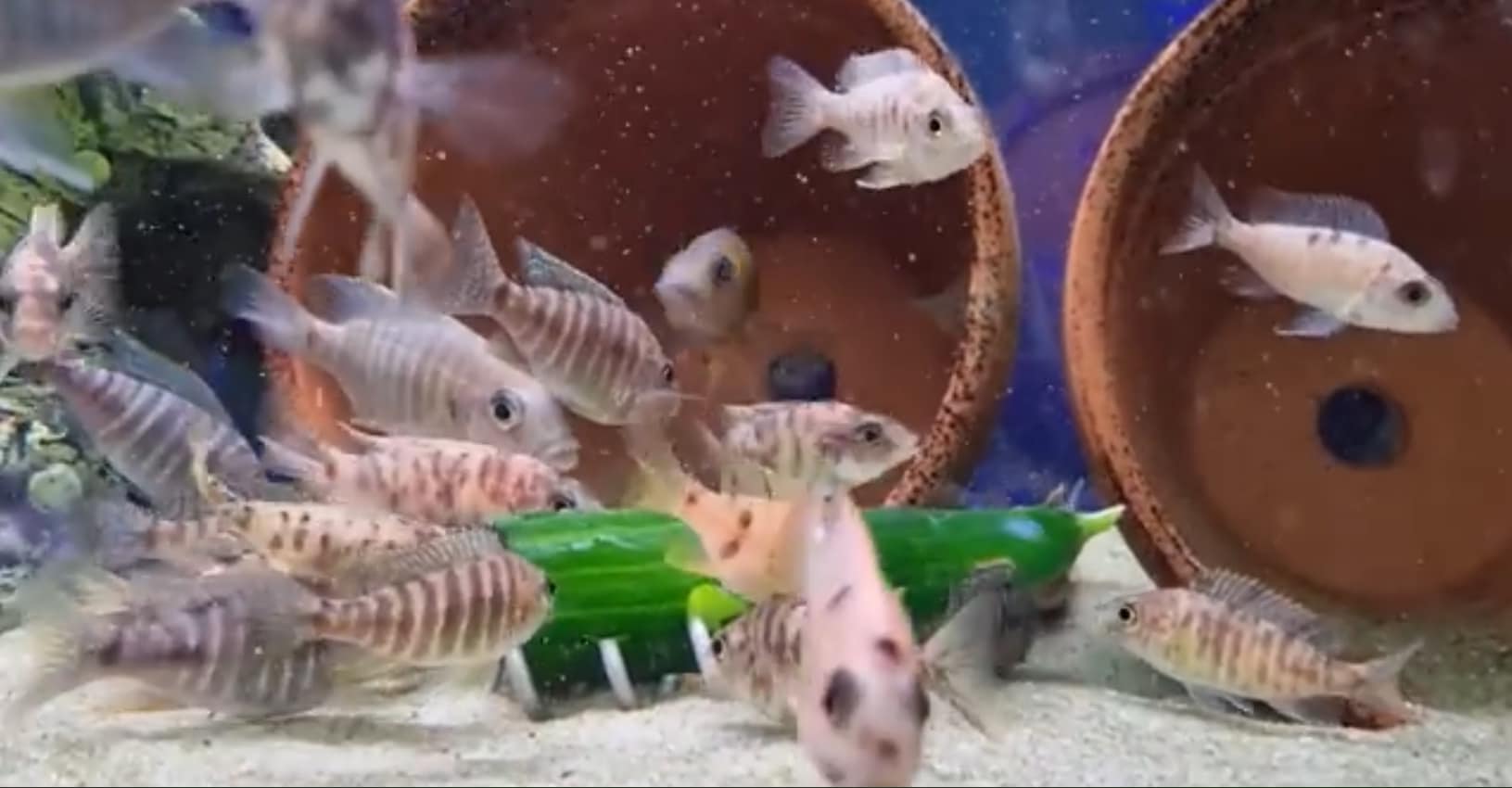 Optifish Screwcumber Twin Pack