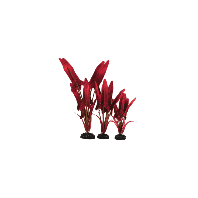 Hugo Palaefolius Red Silk 20Cm