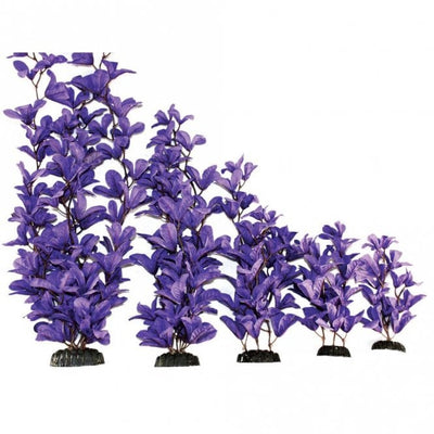 Hugo Kamishi Bleheri Purple Silk Plant 13cm-50cm