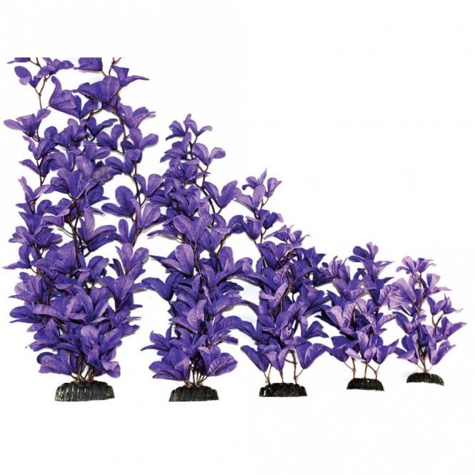 Hugo Kamishi Bleheri Purple Silk Plant 13cm-50cm