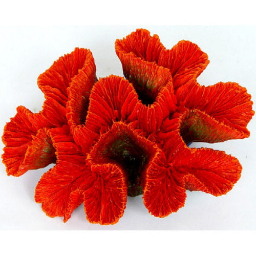 Betta Red Ridge Coral