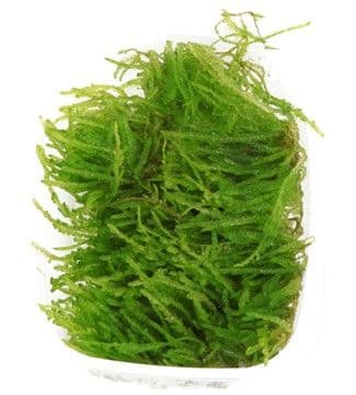 Vesicularia Ferriei 'Weeping' Moss Portion